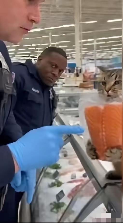 这只中国狸花猫太刚了！

   被带去美国后吃不惯汉堡三明治，

   竟天天闯