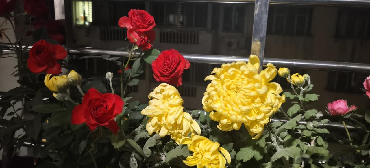 红玫倚槛绽芳姿，黄菊舒英伴晓墀。
夜色窗台凝秀色，一花娇艳一花悠。