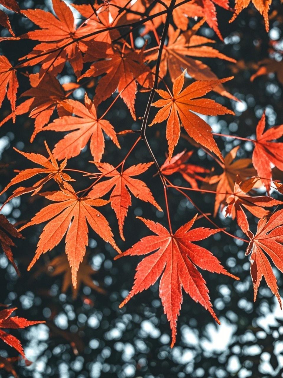秋日生活打卡季