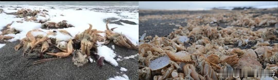 日本北海道·苫小牧市海岸惊现大量毛蟹，蟹壳被冲上岸 ，原因仍在调查！
 
北海道