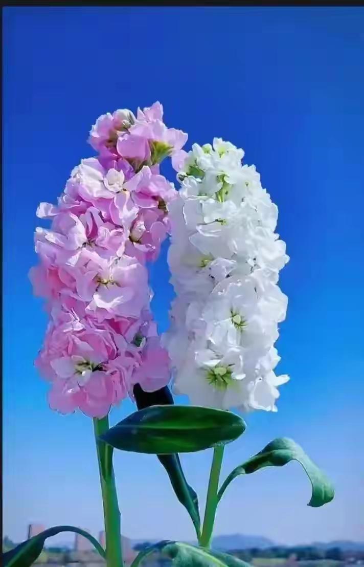 粉白相间的花儿在蓝天映衬下真好看。