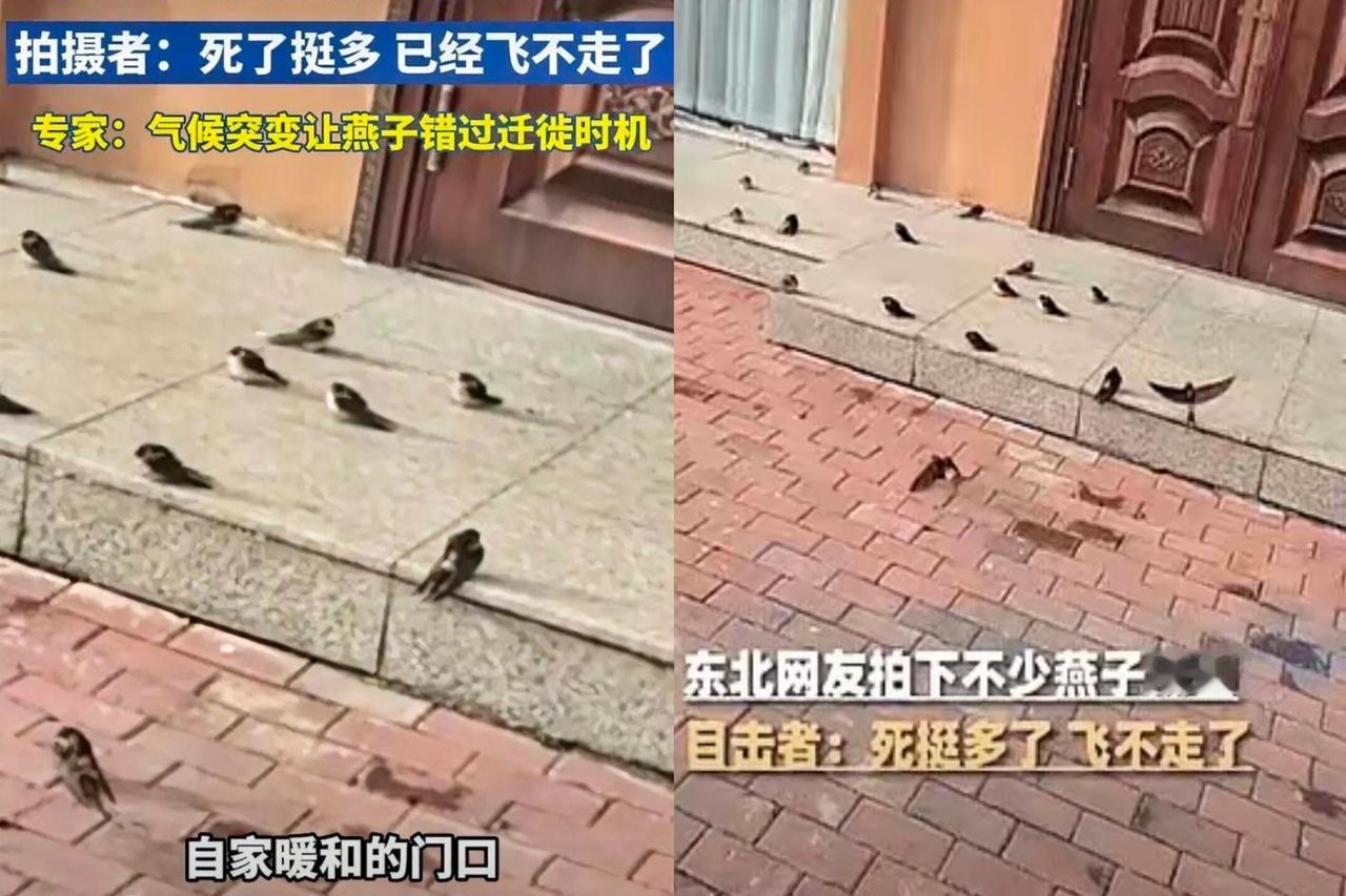 我天，黑龙江的燕子，今年不走了。
就硬扛。
宁愿冻死，也不南飞。有人说可能是磁场
