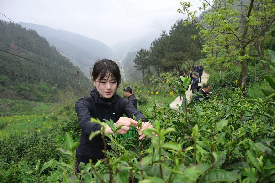 指尖一叶，方知茶农千辛。当地茶农介绍，大方茶需要采4.5～5 斤鲜叶才能制成 1