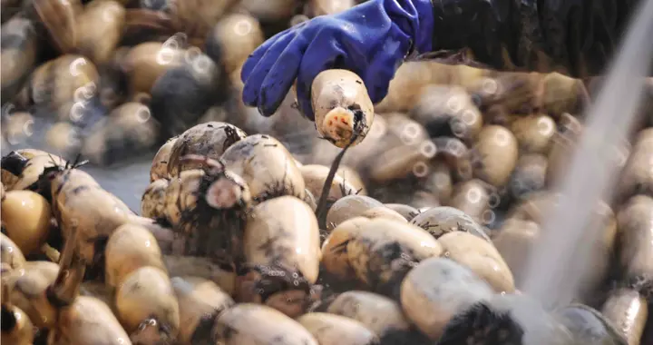 洪湖的藕、知识的画：百万中小达人，用专业重构双11