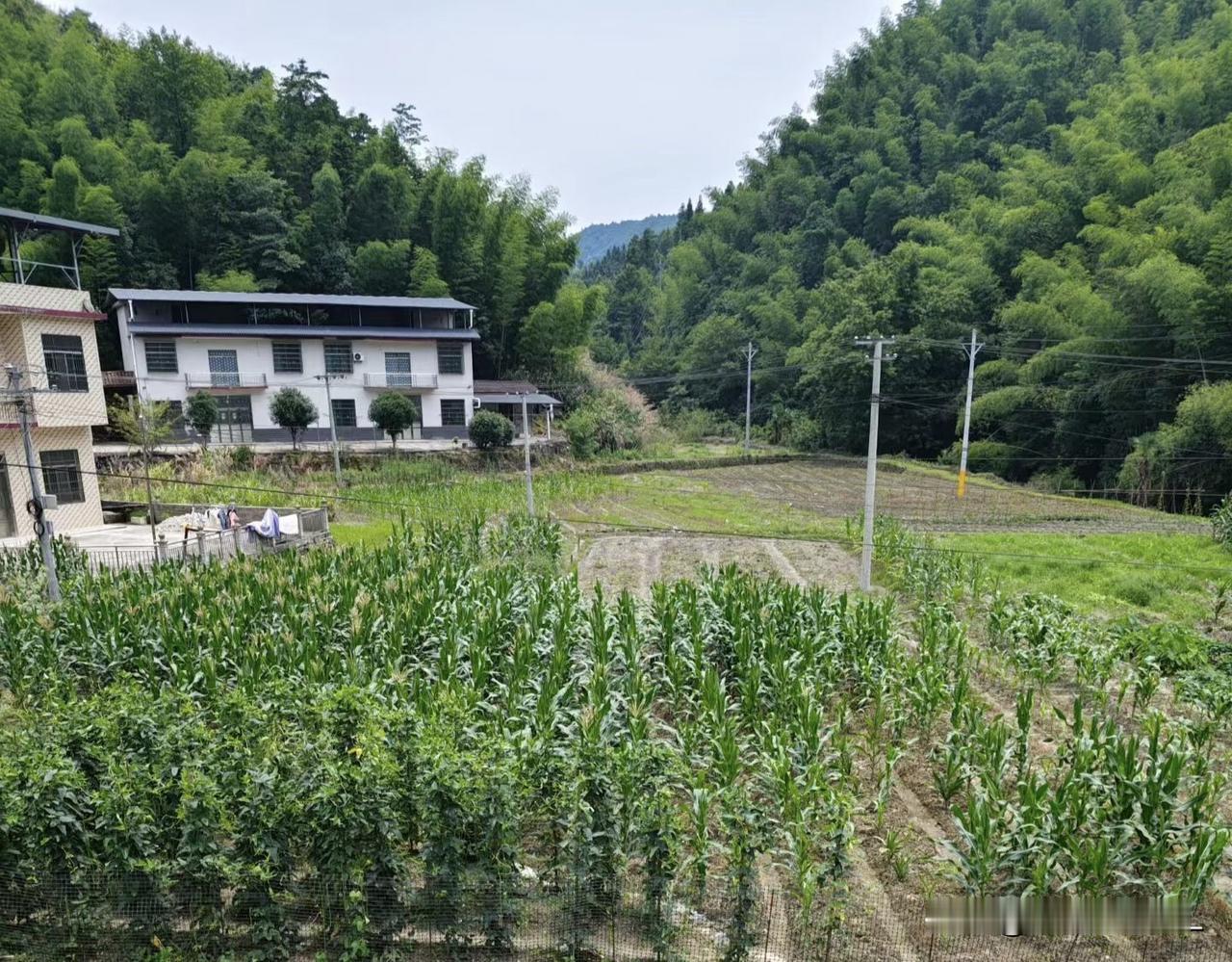 夏日生活打卡季夏日炎炎，微风习习