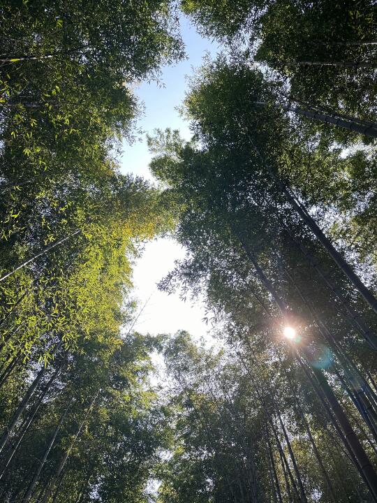 幽幽竹林