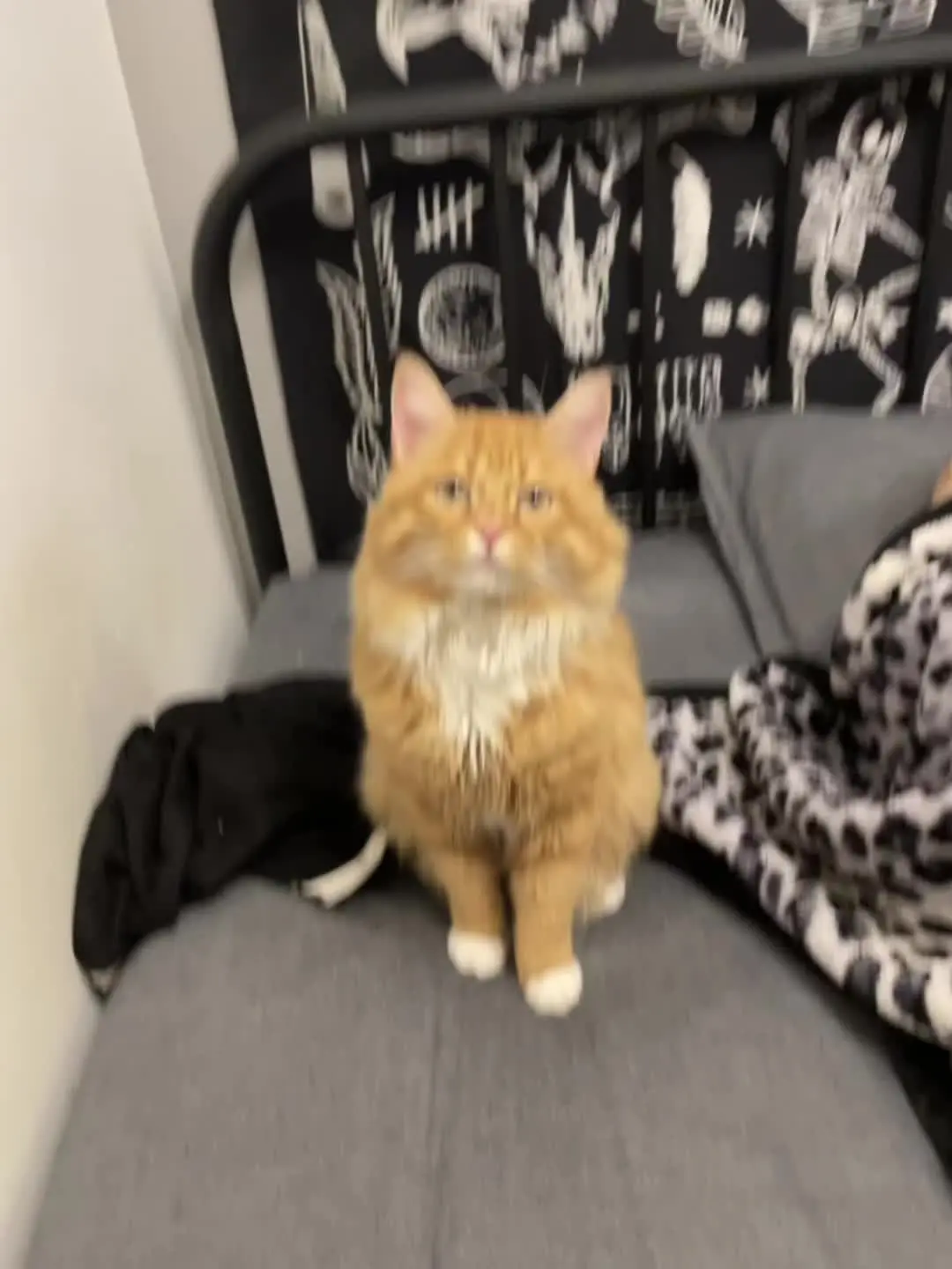 果然 就连小猫咪也逃不过油腻的命运  这一路的酸甜苦辣麻香咸只有自己知道