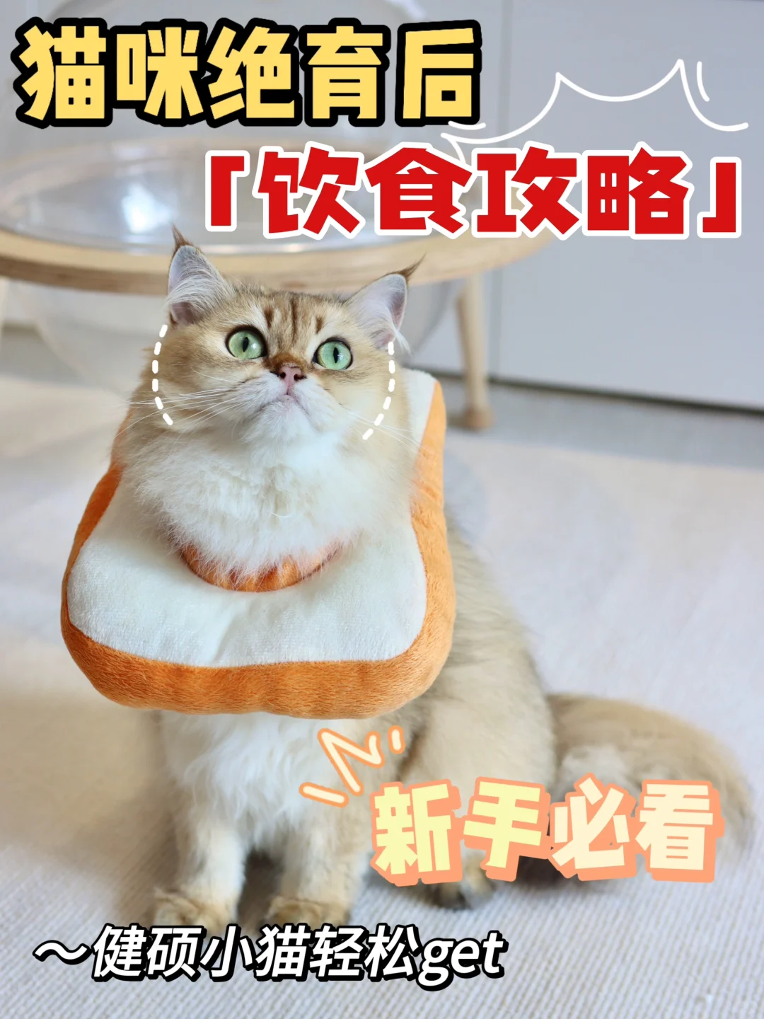 猫咪绝育后超全饮食攻略|避免猫咪过肥