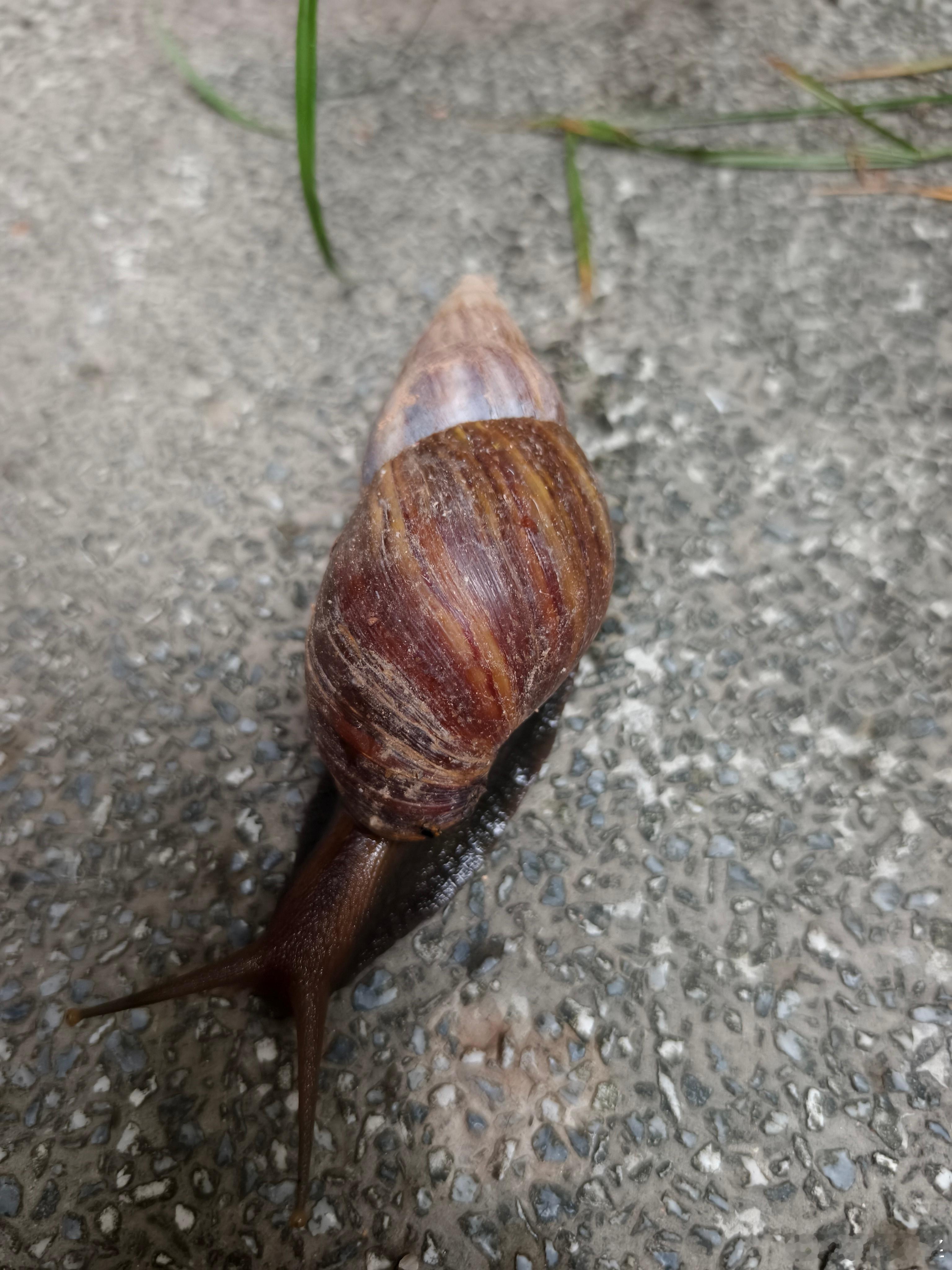 镜头下的广州 大雨之后，一只大蜗牛。 广州·滨江