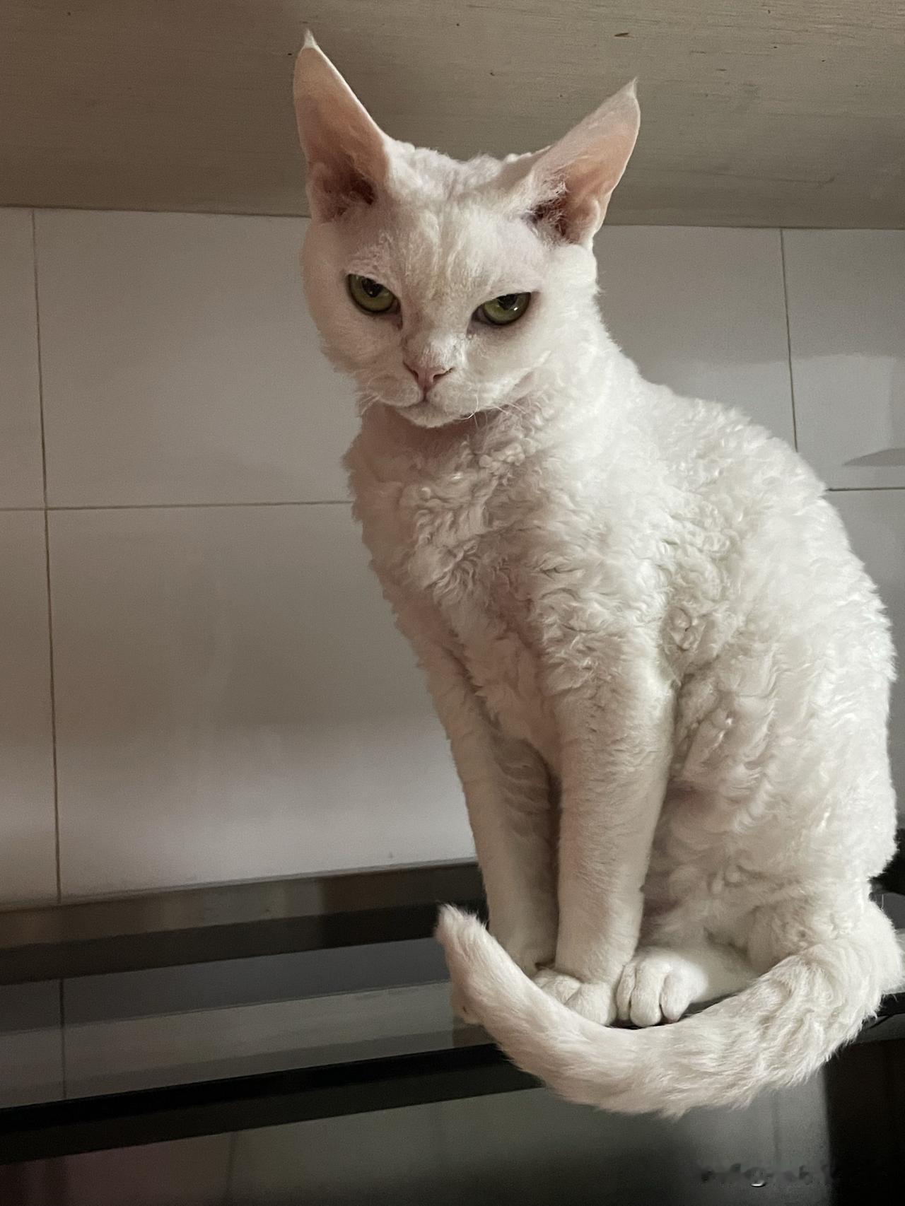 我家小猫咪的标准照，其实这是在打瞌睡了[偷笑]。