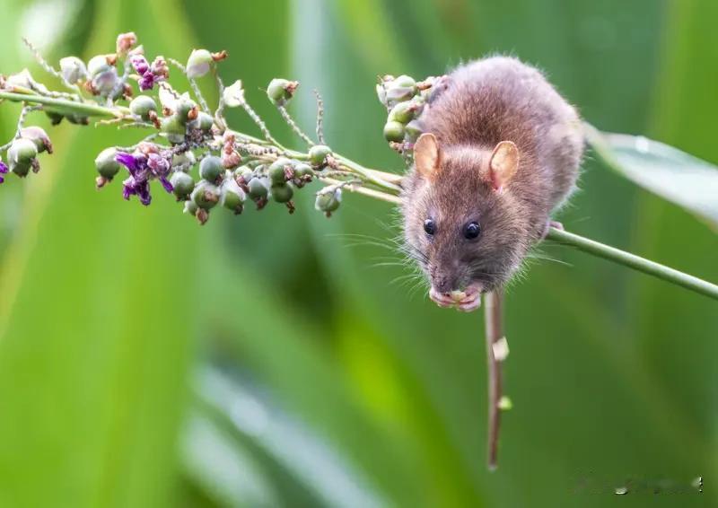 不同生肖在不同阶段经济状况差异还挺大。4月属鼠人就特幸运，能通过贵人获得发财讯息
