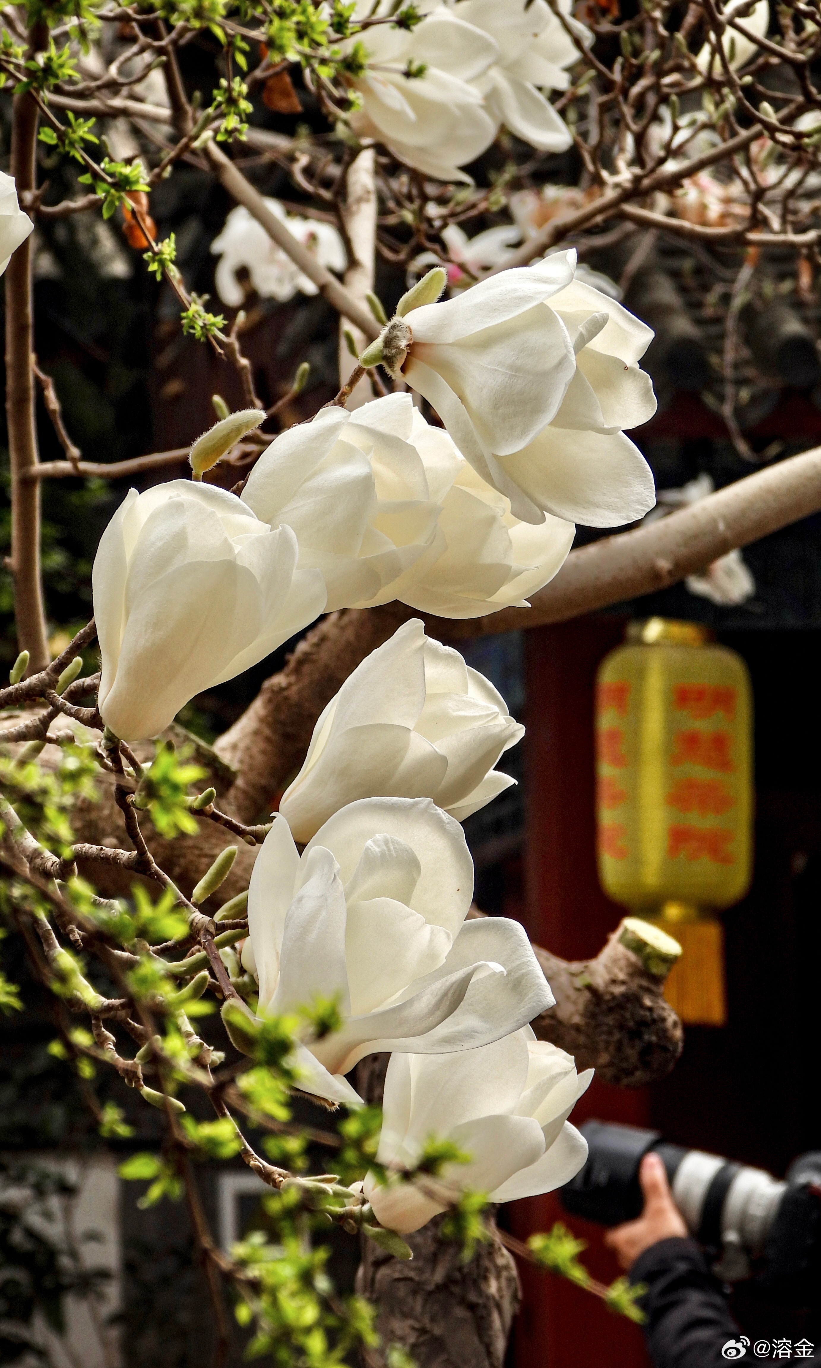 【大觉寺】古刹阶前粉玉堆，雕檐斜映落霞辉。香风不惹尘心起，只共禅光缓缓飞。摄影