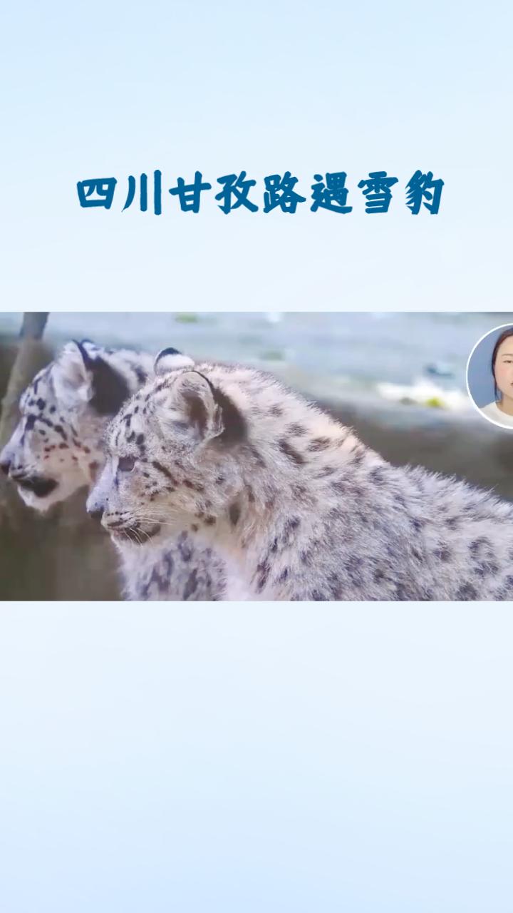 路遇雪豹是惊喜还是危机？官方回应揭示珍稀动物保护现状。
4月18日下午，四川甘孜