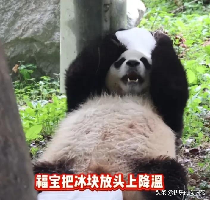 福宝真聪明，躺在大树下乘凉玩儿，身下一个大冰块，双手抱个小冰块放头顶上来回蹭，这