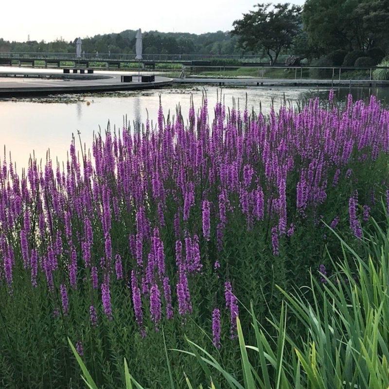 我在湖边见了一种野花——千屈菜。在诸花谢去的初夏，这种野花又成了一道靓丽的风景线