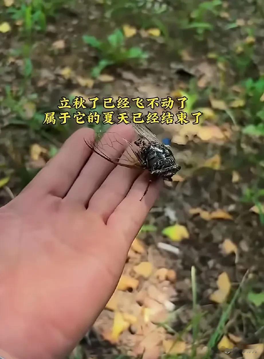 每年都会有很多人捉知了幼虫（爬扎），有的捉了自己吃，有的拿去卖，听说一晚上多的能