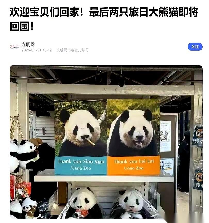 东京上野动物园的一场欢送会，连夜被取消了。
主角是两只大熊猫，“晓晓”和“蕾蕾”