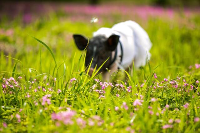 2026年4月属猪人运势：别等喜事上门，先做好这3件事
 
2026年4月，属猪