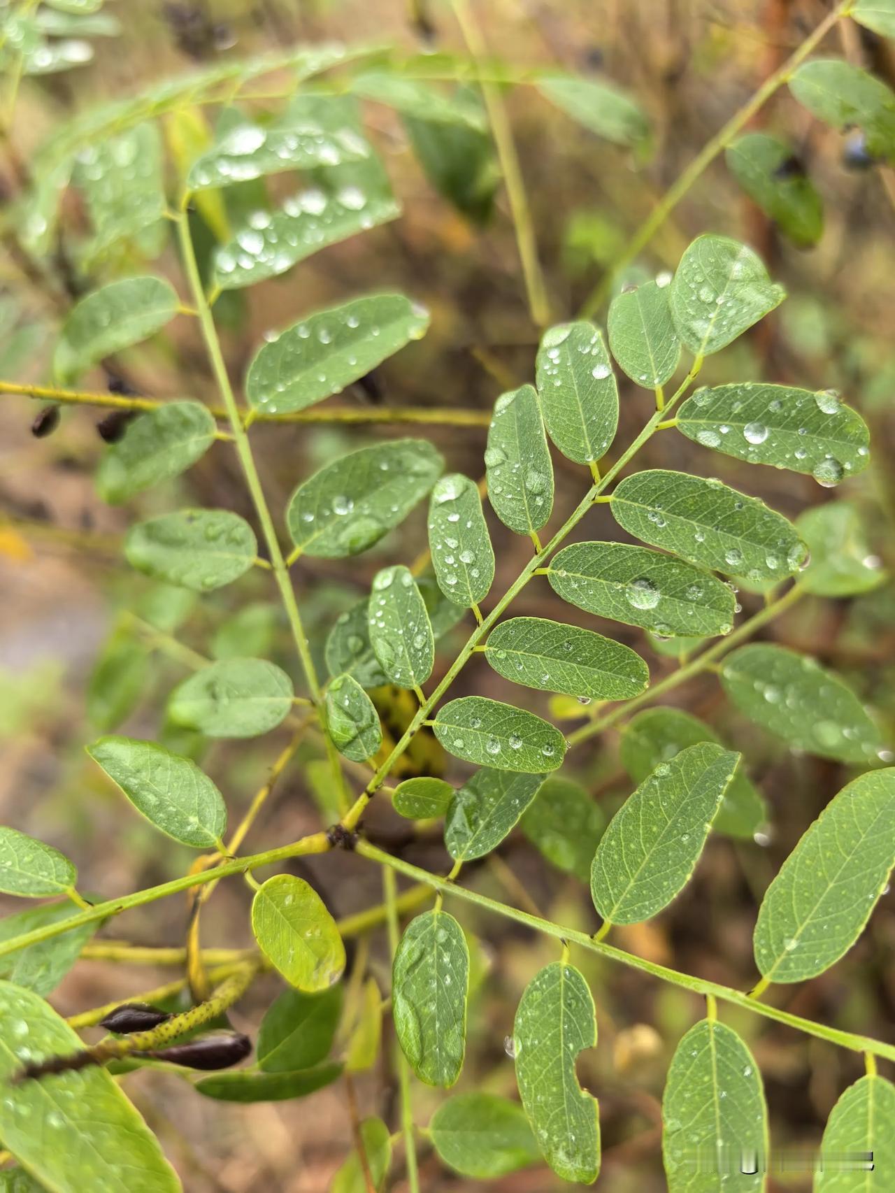 雨中多彩的树叶
红黄橙绿青蓝紫，
大珠小珠落玉盘，
晶莹剔透的水滴从天而降，
洒