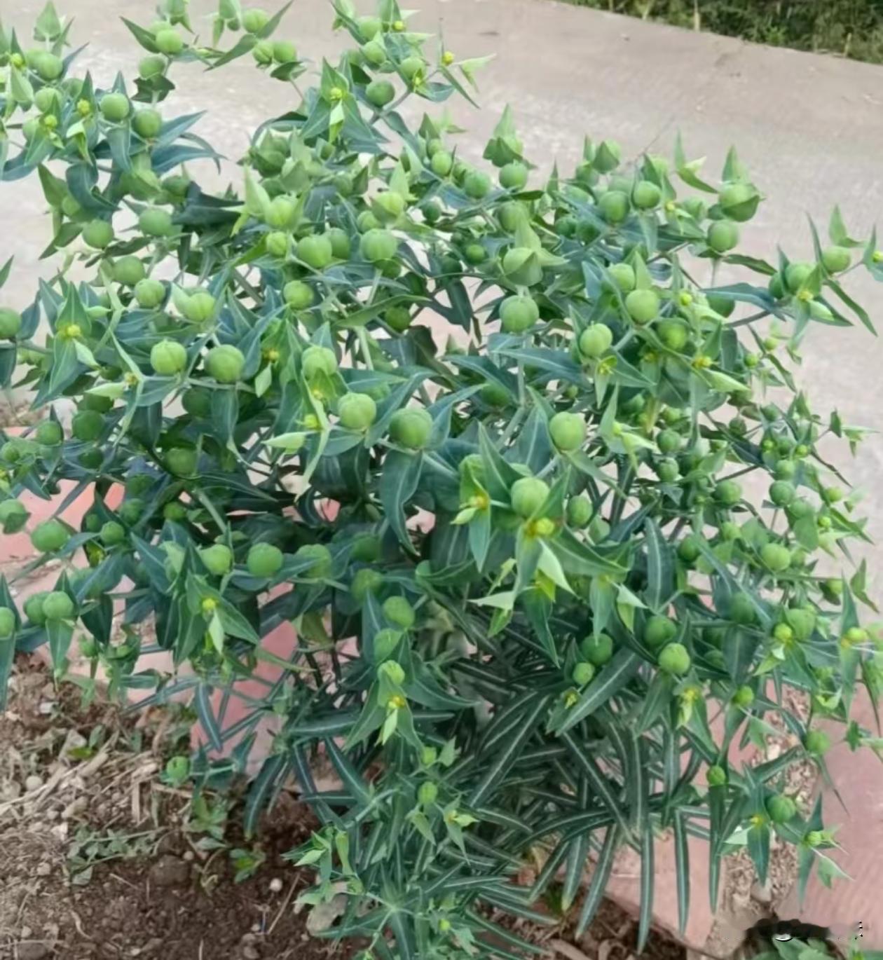 这植物有网友认识的吗？
