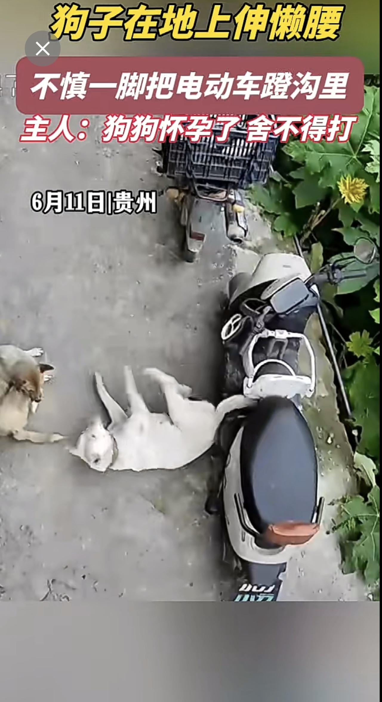 狗狗把电动车蹬沟里，因怀孕没被揍