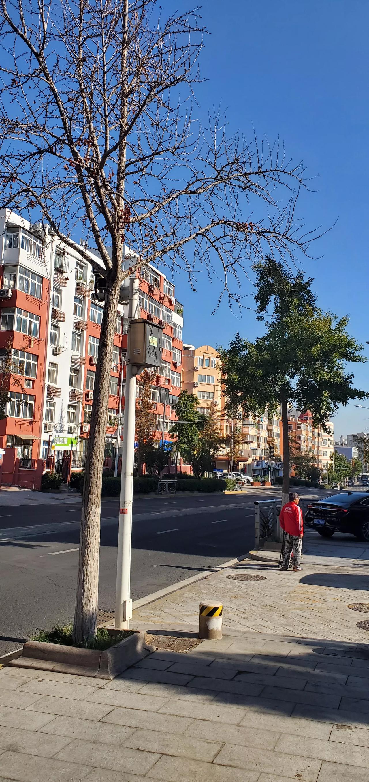 王铎：两棵树，同地不同天
朋友们，大约两个多月前，我报道了利津路上被钢丝捆绑的两