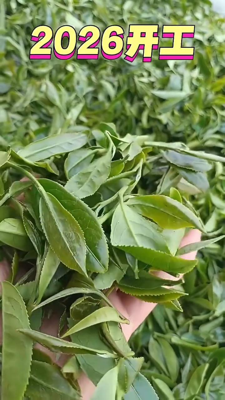 2026开工，紫金蝉茶。
头采头芽，品鲜咯。中国蝉茶核心区蝉茶传承人。