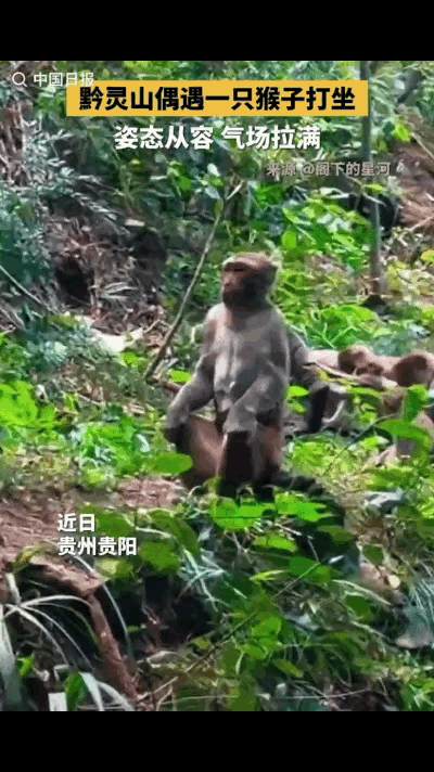 “要得道了！”贵州黔灵山，一名男子在山林间偶遇一只猴子，特像得道高僧打坐的样子，