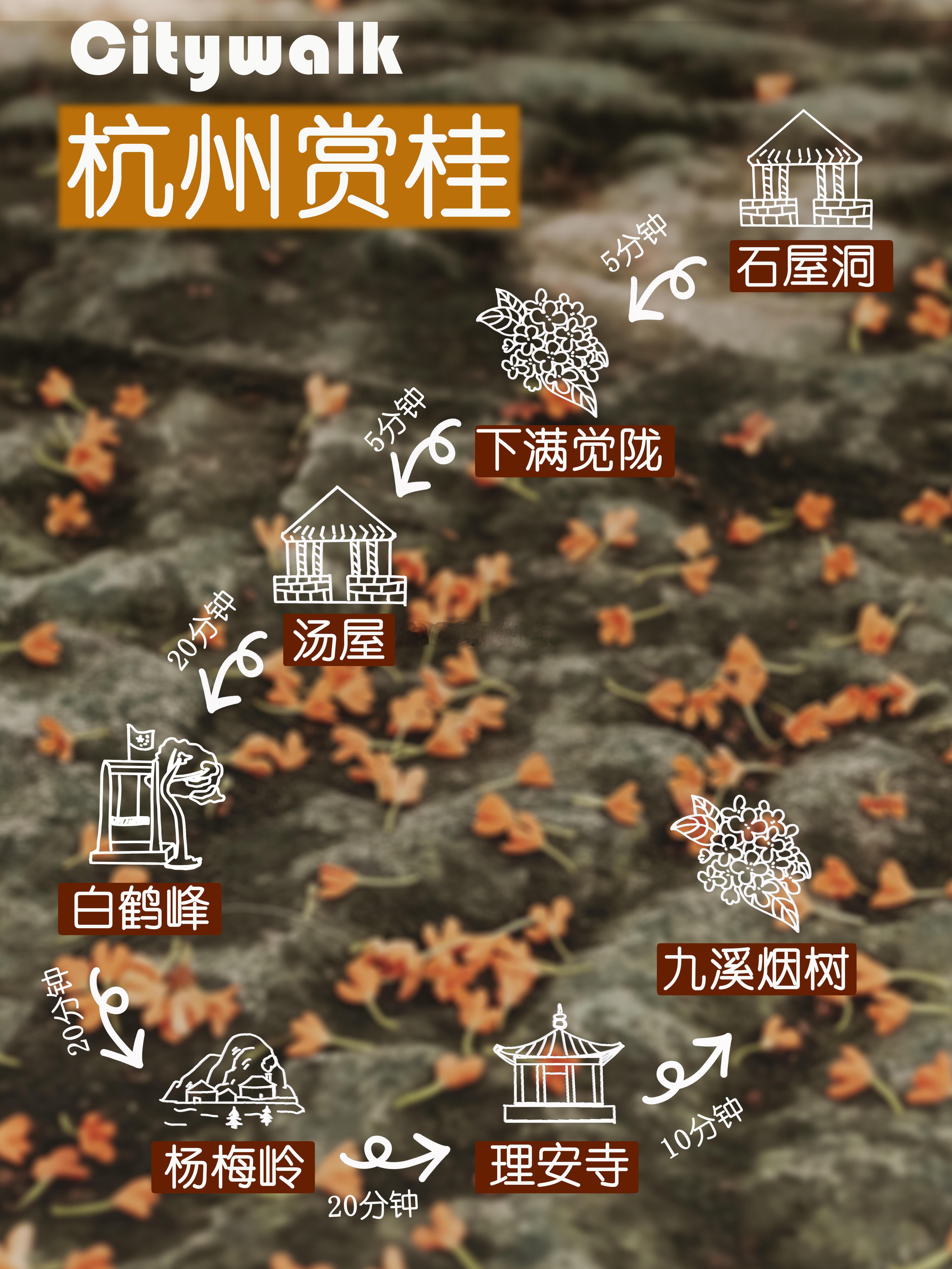 杭州赏桂路线我熟杭州桂花开了‼️本地人推荐的经典赏桂路线 满觉陇的... ​​​