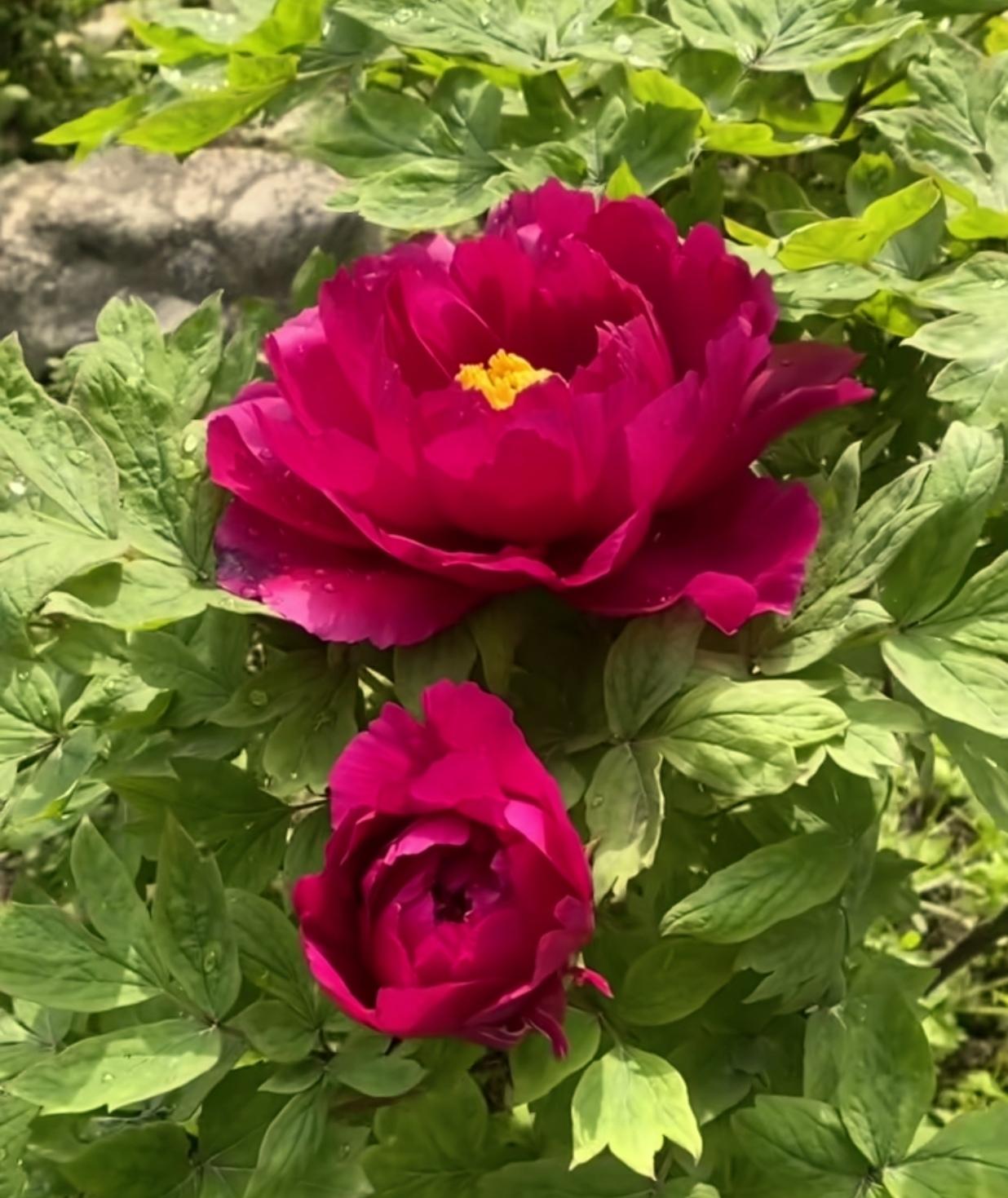 晒晒随手一拍美丽的花朵随手拍～