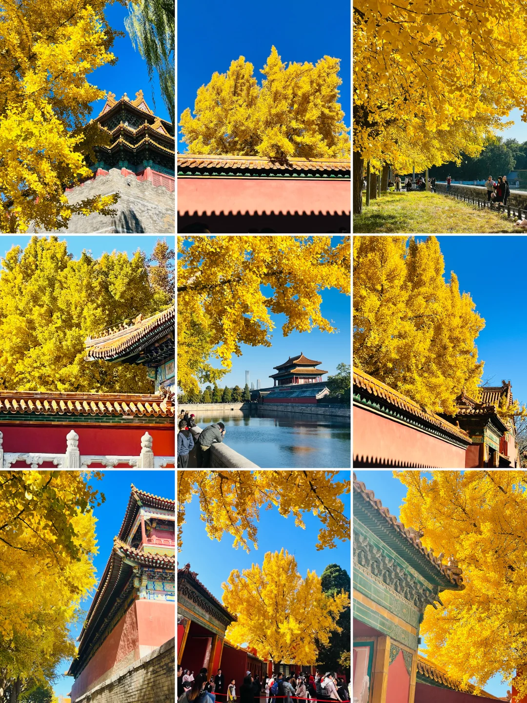 11.2故宫银杏美疯❗红墙金叶的北京秋天🍂