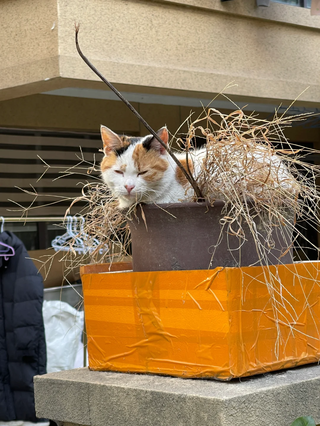 花盆里长猫了