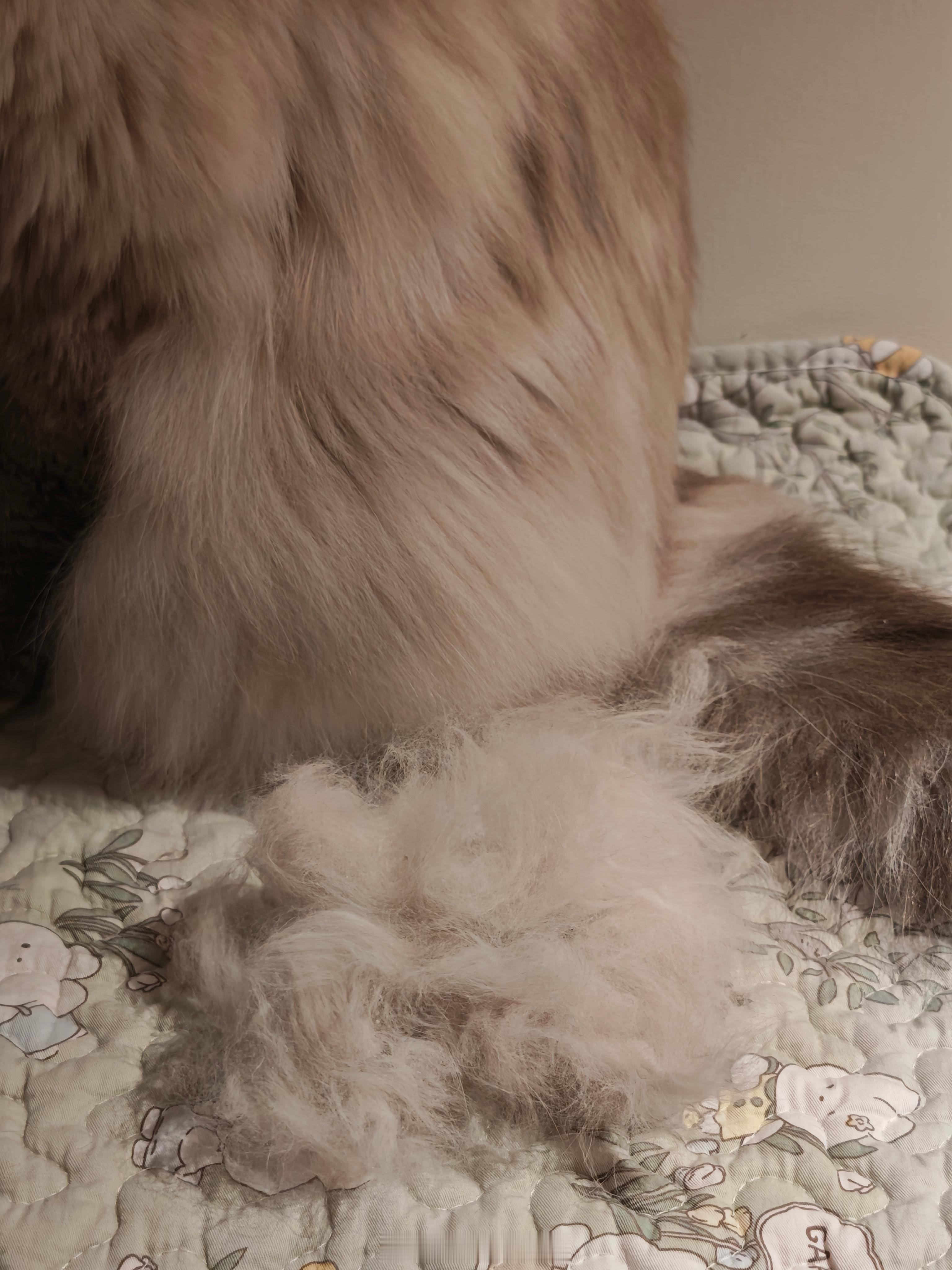孤雄繁殖出小猫团 