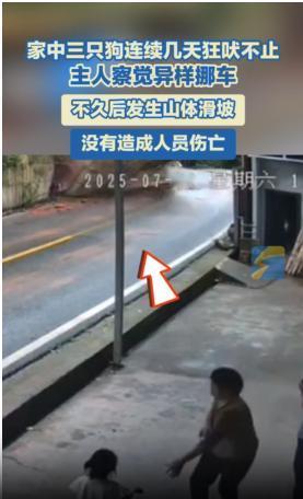 “彻底解释不清了！”四川乐山，女子家中三只狗对着自家车狂吠不止，女子感觉不对劲，