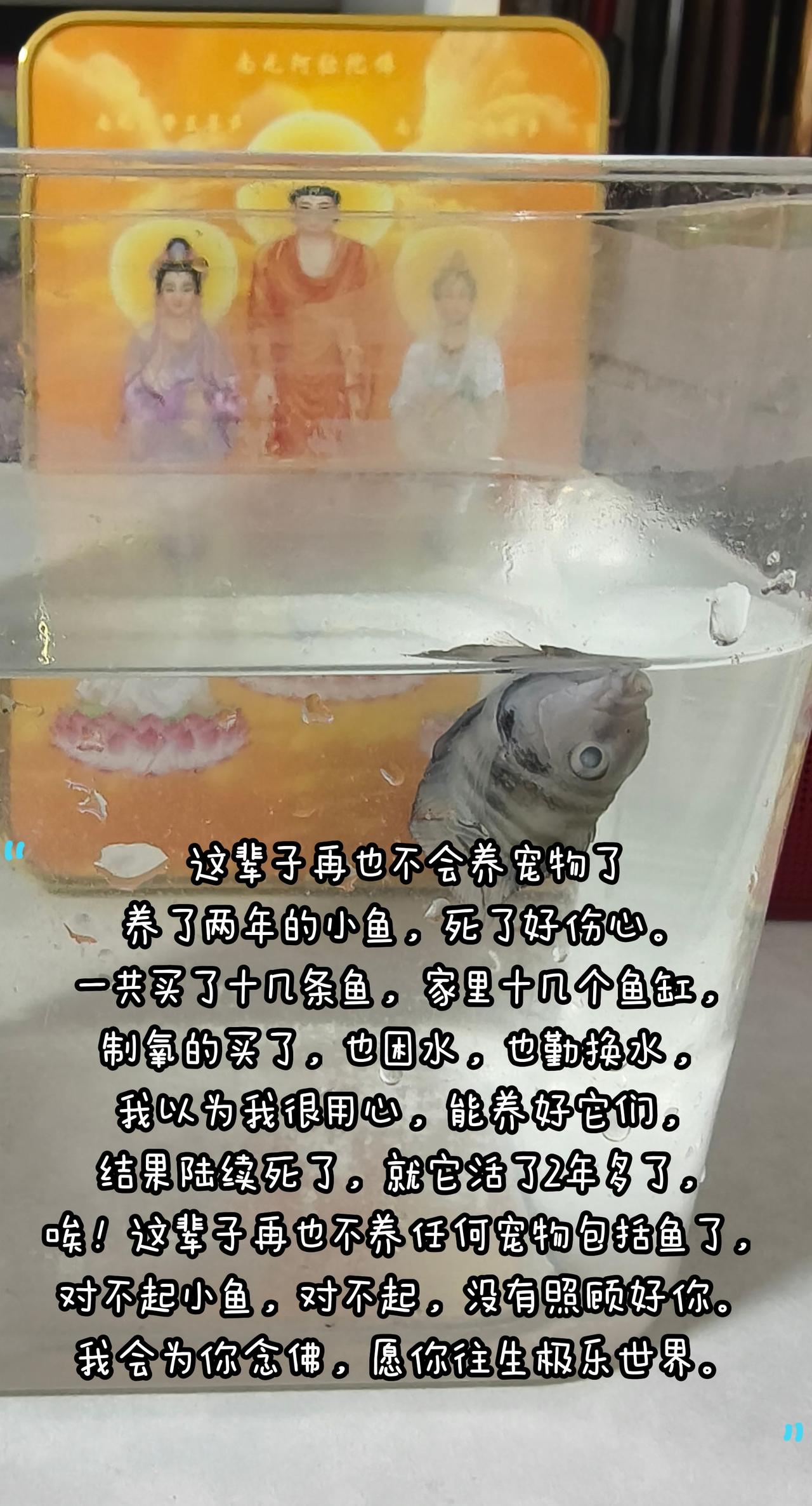 对不起小鱼，是我没有养好你，养了2年多死了，我再也不会养鱼了，真的对不起