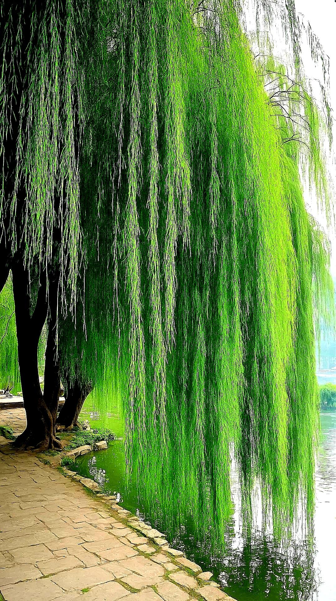 请教一个问题——春风梳柳千丝秀。

1、柳树是男的，还是女的？
2、春风是谁？是