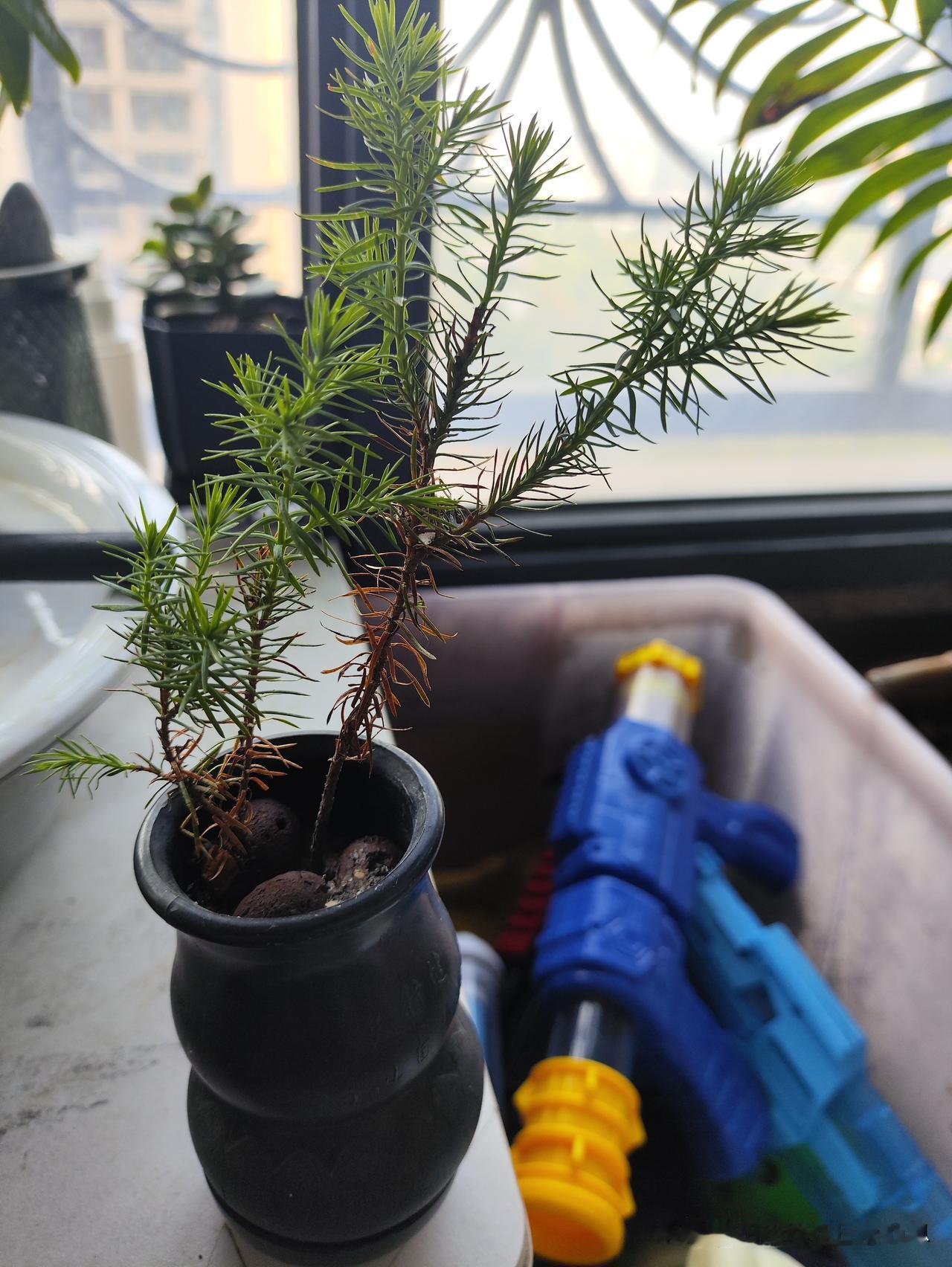 一个桌面小盆景
不错哦
好好的呵护
给你回报实拍随手拍 夏日花香随手拍 春天的随
