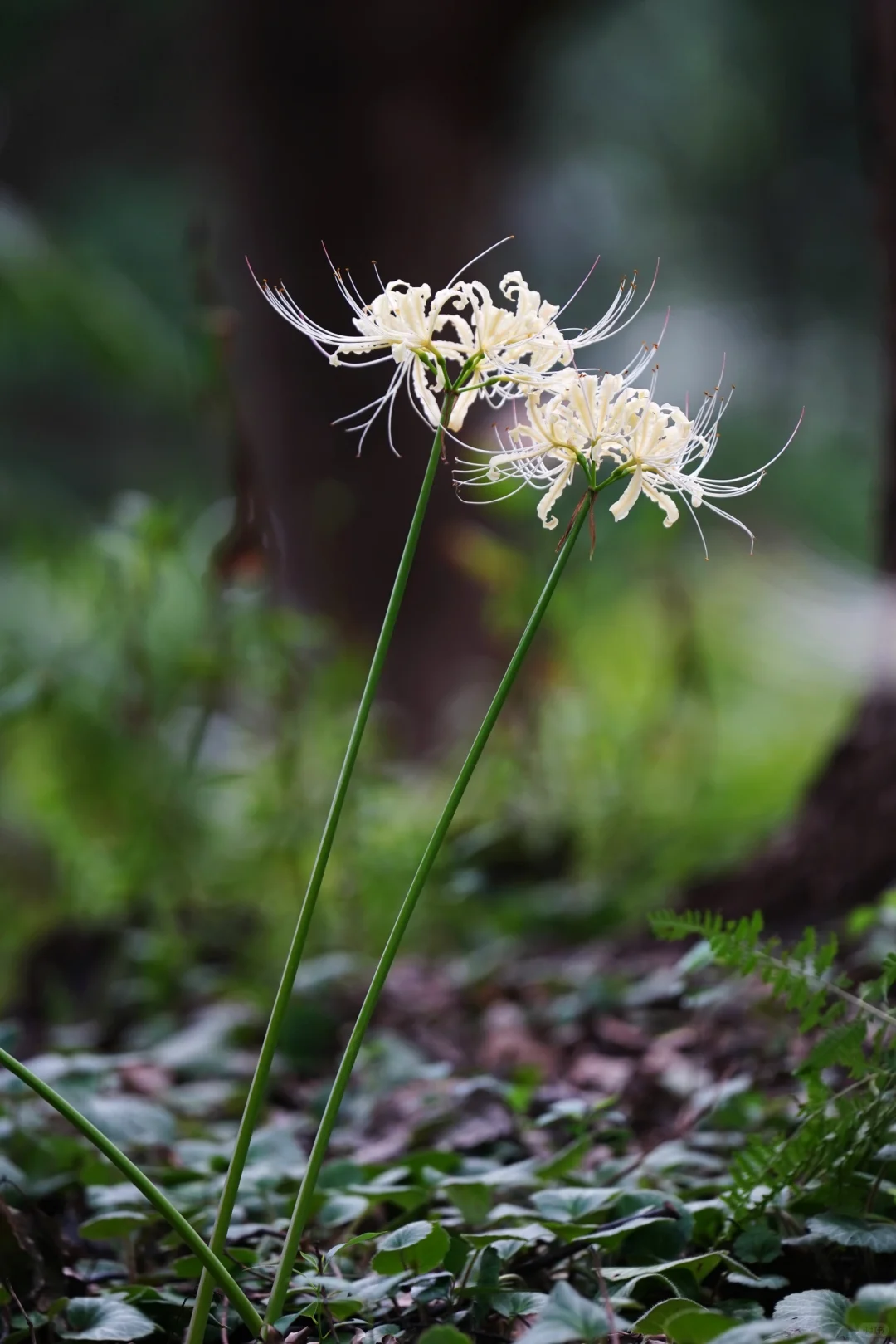 稻草石蒜（三）