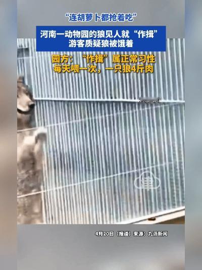 活久见！河南动物园的狼会“拱手拜年”，一家五口见人就作揖太萌了
 
谁见过狼给人