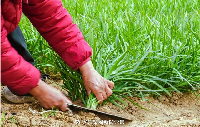 香港主体经济股市「坊间金融业句割韭菜 ..何謂割韭菜？..…」「割韭菜」是指金融