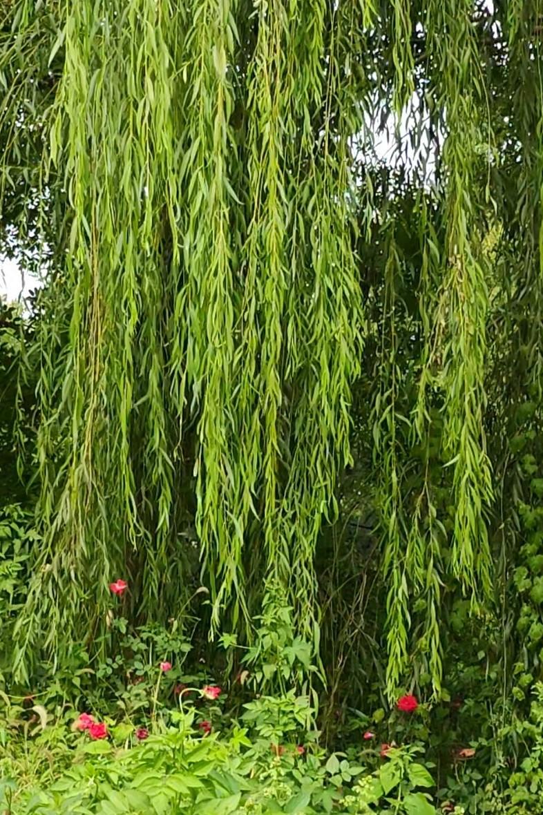 秋天的小河边芦花荻花盛开，鱼儿在水中跳跃，紫色的喇叭花在河岸上开得正艳，垂柳舞动