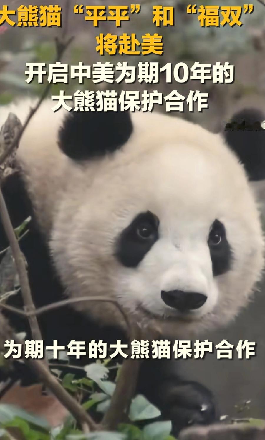 两只大熊猫要开始旅美生活了！
这一去就是十年，
不止我们喜欢憨态可掬的熊猫，
连