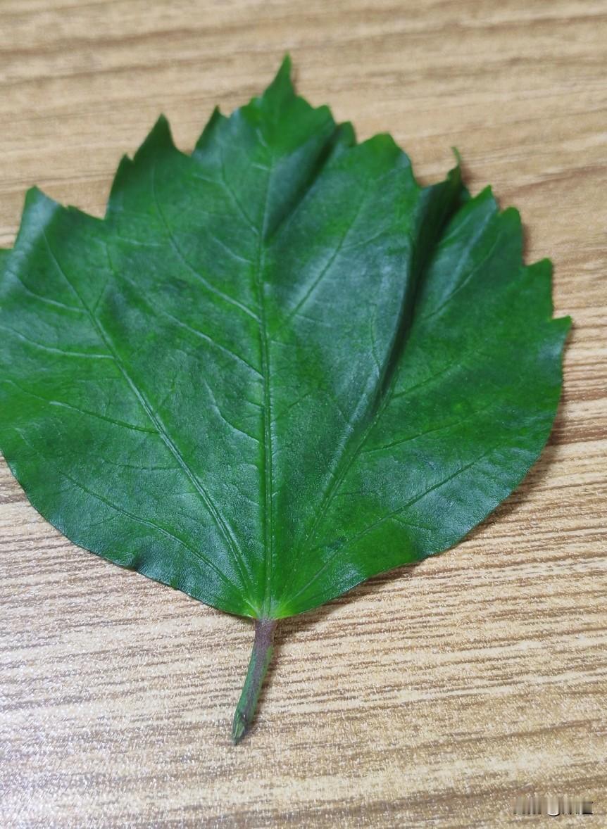 昨晚上班停好单车，在绿化带偷摘了一片叶子。装在了上衣兜儿里。
只想拿回出租屋好好