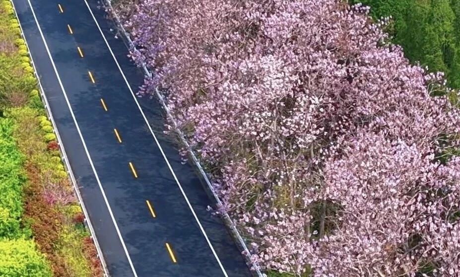 宝应老淮江大道泡桐花开满街
 
气温回升，宝应老淮江大道泡桐花竞相绽放，紫白相间