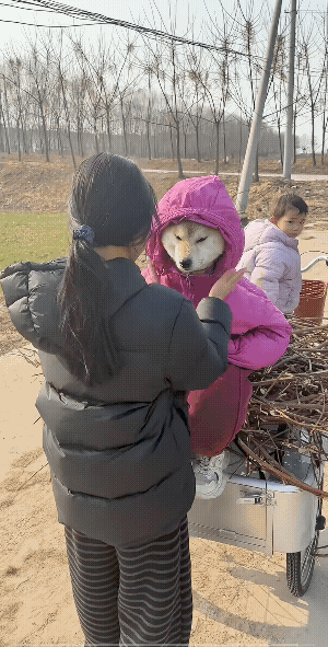 坐在车上的“狗”也不是亲生的，后边推车的孩儿也不是捡来的，都是自愿的，不是不该坐