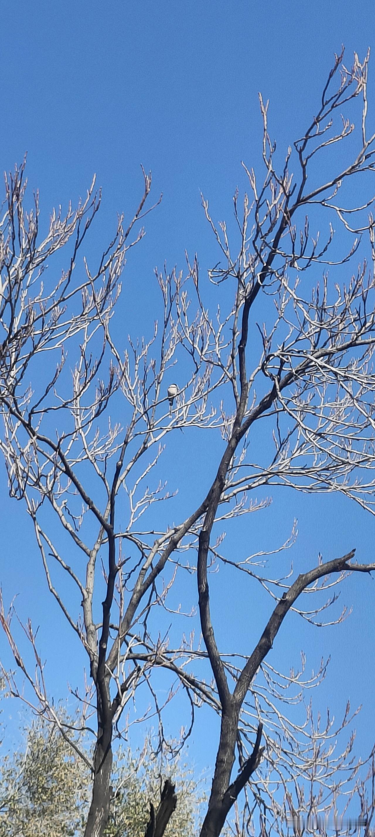 写了一两年头条，我最大的收获是这世界上聪明人太多了，用笨方法也许才能成事！