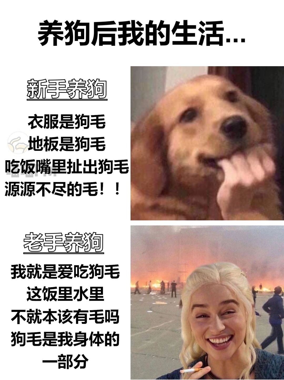 养狗人身上会有的几个特质