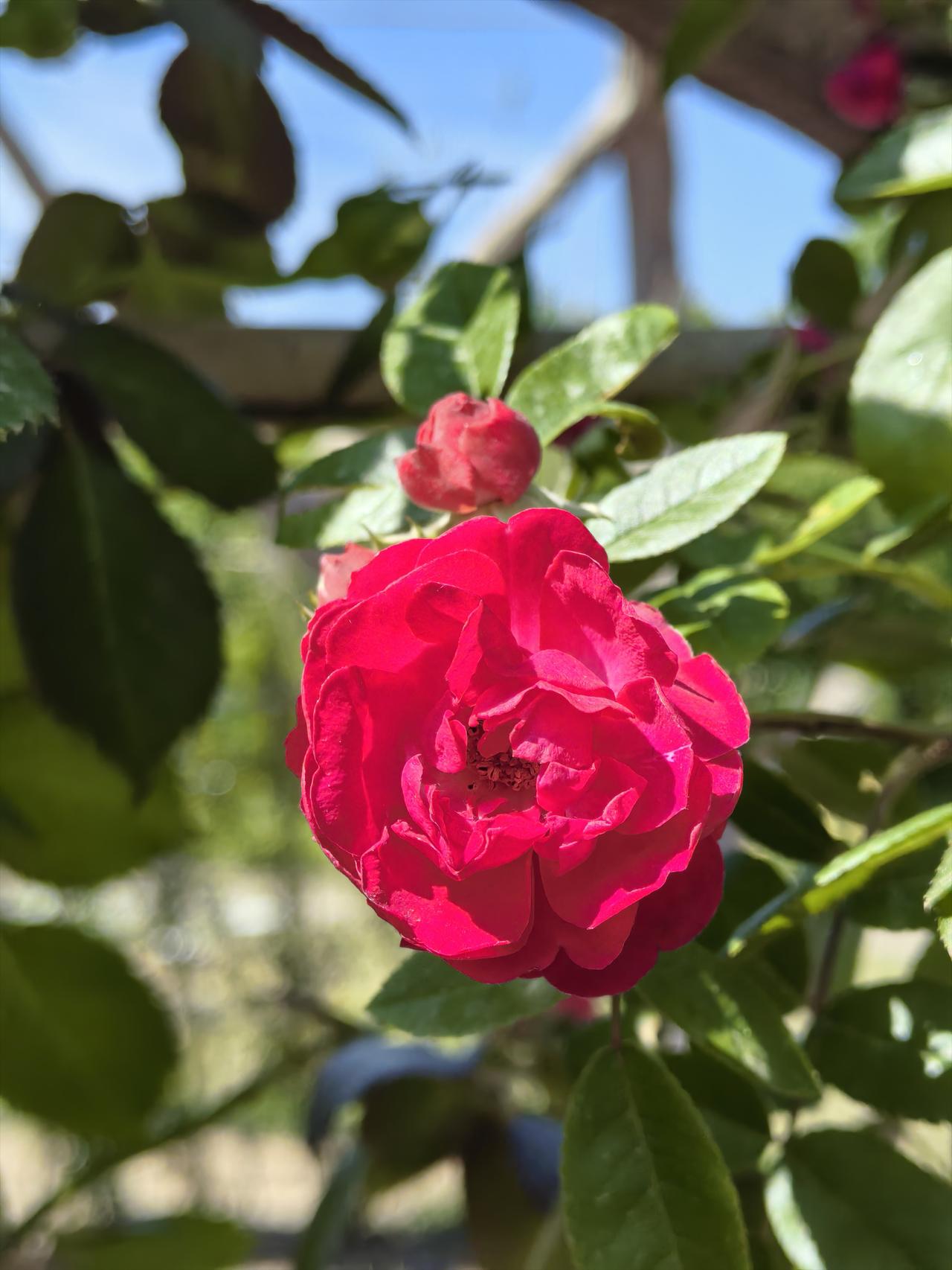 今日随拍蔷薇花