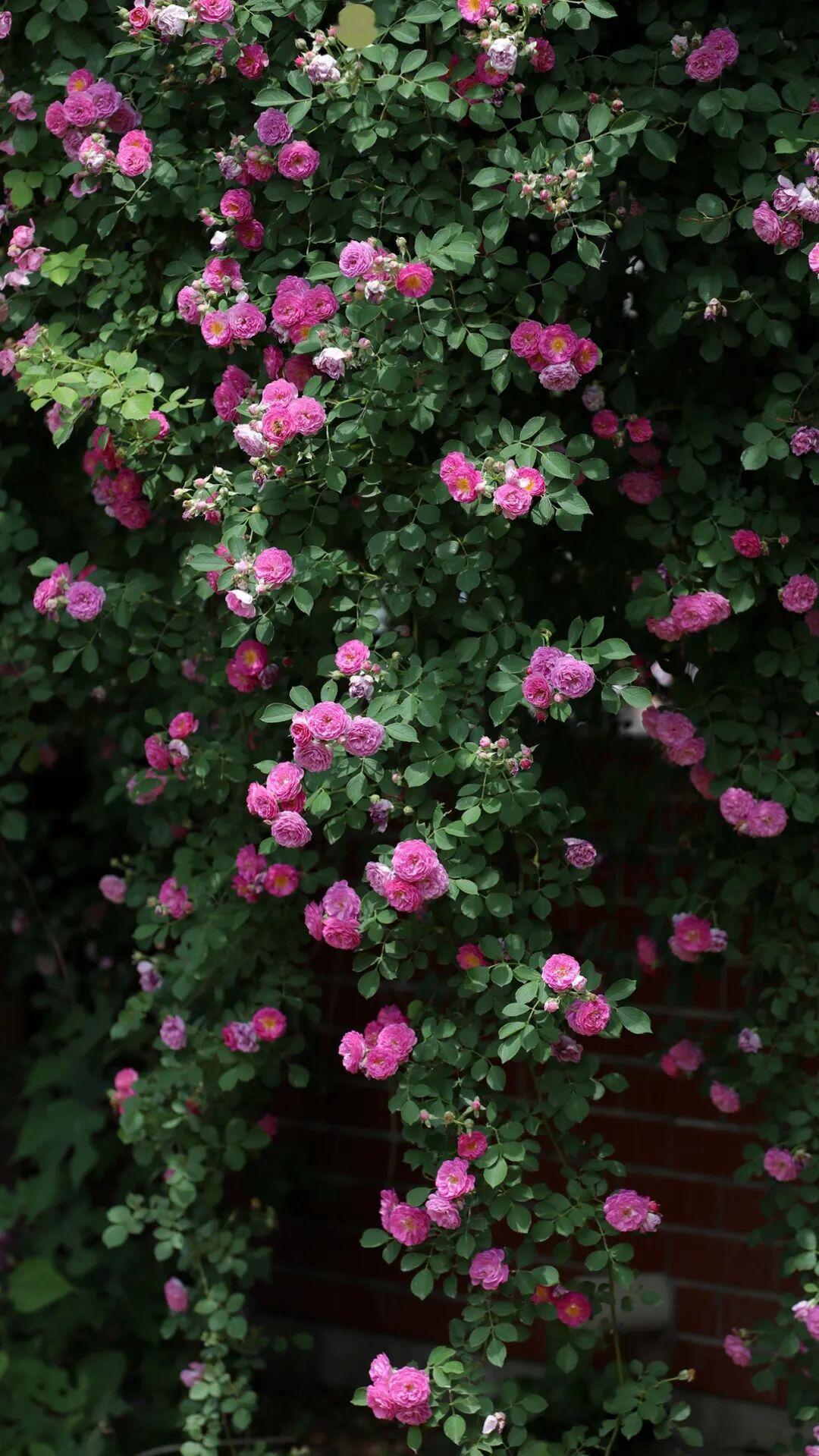 新年生活图鉴新年马上就要到了。感觉到一点期盼也没有，真希望这个年赶得过去。现在的