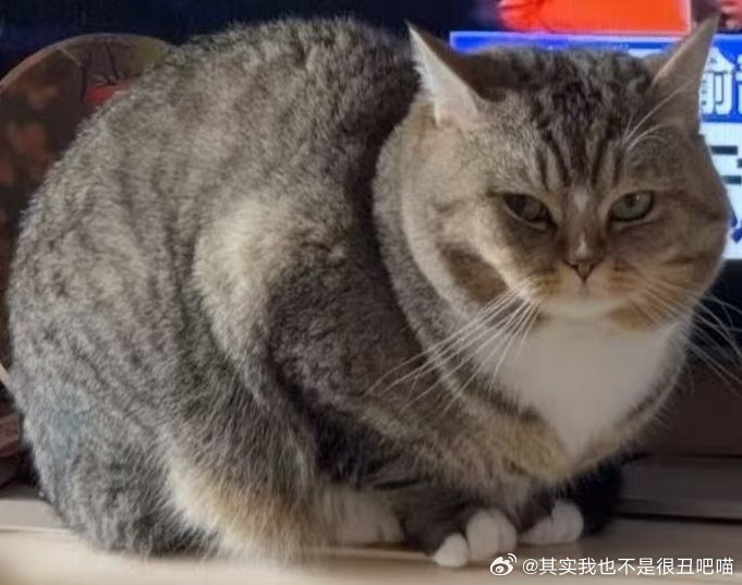 49829【丑猫】这次比上次投的更丑